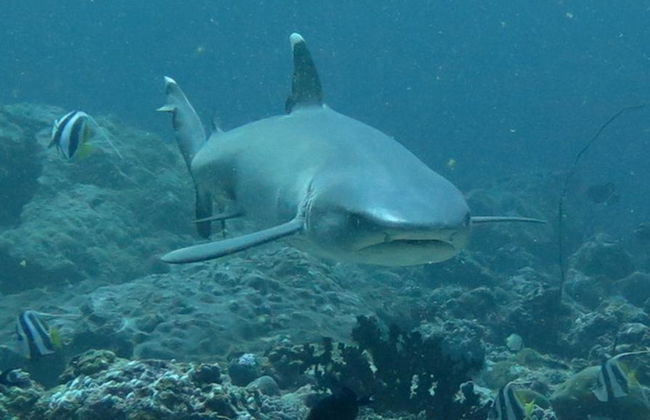 Mergulho com Snorkel de 3 Pontos - Foto 5